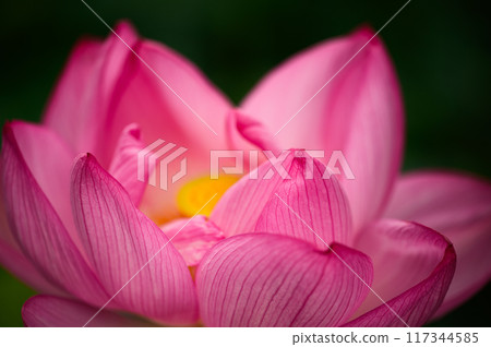 Lotus flower Lotus flower 117344585
