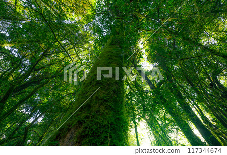 Looking up view of tree trunk to green leaves of tree in forest with sun light. Fresh environment in green woods. Forest tree on sunny day. Natural carbon capture. Sustainable conservation and ecology Looking up view of tree trunk to green leaves of tree in forest with sun light. Fresh environment in green woods. Forest tree on sunny day. Natural carbon capture. Sustainable conservation and ecology 117344674