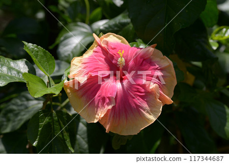 Pink hibiscus blooming in a tropical botanical garden 117344687