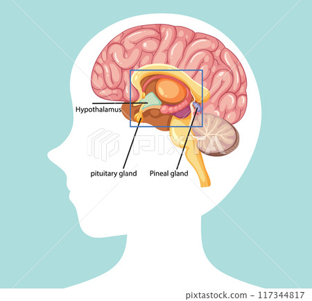 Human Brain Anatomy Illustration 117344817