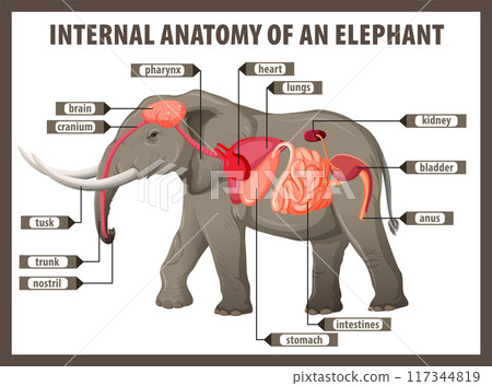 Internal Anatomy of an Elephant Internal Anatomy of an Elephant 117344819