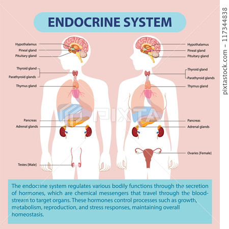Endocrine System Diagram Endocrine System Diagram 117344838