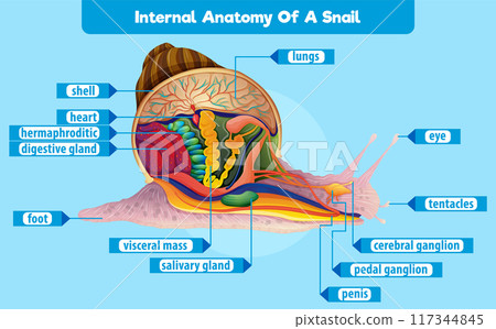Internal Anatomy of a Snail 117344845