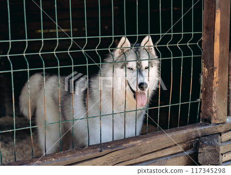 happy cute husky dog with toungue out in a cage happy cute husky dog with toungue out in a cage 117345298