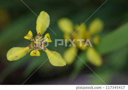 Tiger iris flowers 117345417
