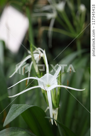 Hymenocalis · spikiosa flowers 117345418