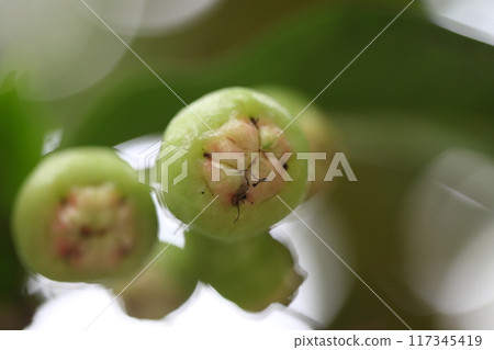 After Rembo's flower 117345419