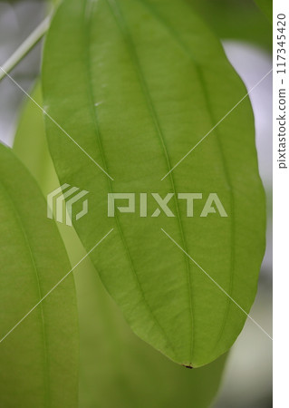 Ceylon Nikkei leaves Ceylon Nikkei leaves 117345420