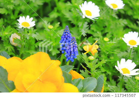 Spring flower bed: Muscari, pansies and north pole 117345507