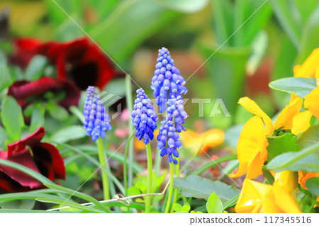 春天花壇穆斯卡里、三色堇和北極 春天花壇穆斯卡里、三色堇和北極 117345516