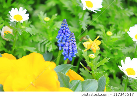 Spring flower bed: Muscari, pansies and north pole 117345517