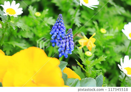 Spring flower bed: Muscari, pansies and north pole Spring flower bed: Muscari, pansies and north pole 117345518