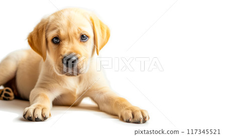 (Transparent PNG) Innocent puppy dog eyes, soft focus, warm and cozy atmosphere 117345521