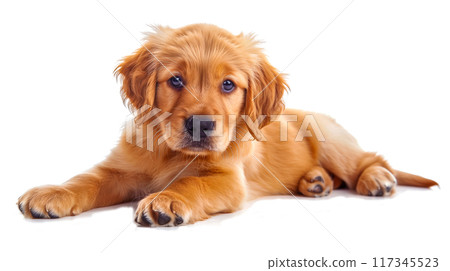 (Transparent PNG) Innocent puppy dog eyes, soft focus, warm and cozy atmosphere 117345523