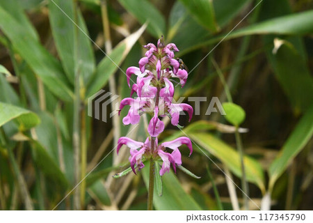 Four-leafed staghorn fern, an alpine plant with beautiful pale pink flowers that grow in whorls of four and are piled up in layers, seen in Hokkaido's Daisetsuzan mountain range. Four-leafed staghorn fern, an alpine plant with beautiful pale pink flowers that grow in whorls of four and are piled up in layers, seen in Hokkaido's Daisetsuzan mountain range. 117345790