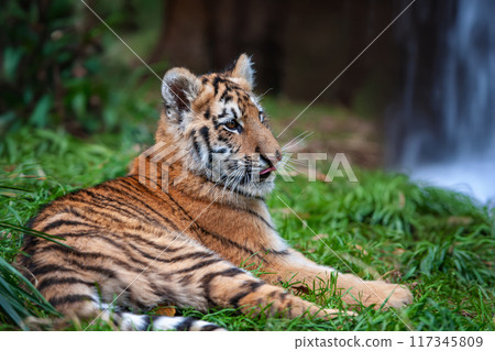 Tiger cub in the wild. Baby animal in green grass on waterfall background Tiger cub in the wild. Baby animal in green grass on waterfall background 117345809