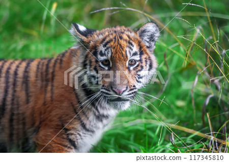Tiger cub in the wild. Wild cat in nature habitat Tiger cub in the wild. Wild cat in nature habitat 117345810