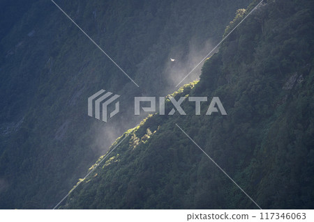 Seabird flying above green rainforest ridge illuminated by ray of sunlight, Fiordland, New Zealand 117346063