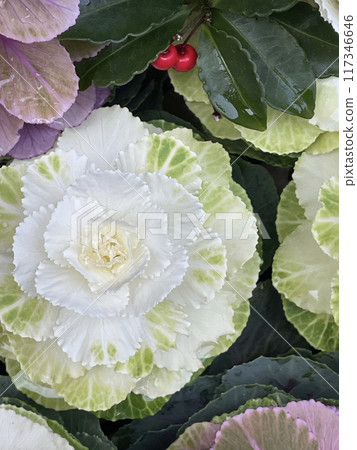 Rain-soaked chrysanthemum leaves 117346646