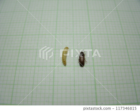 Comparison of body length between adult and larval versions of the red flour beetle, a small brown pest found in rice bags Comparison of body length between adult and larval versions of the red flour beetle, a small brown pest found in rice bags 117346815