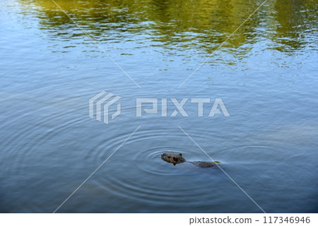 Nutria at Midorigaoka Park in Itami City 117346946