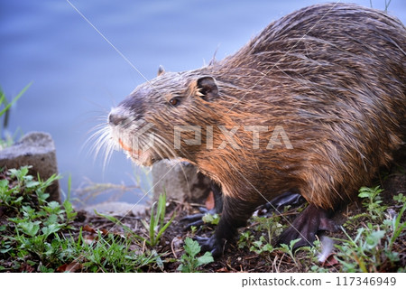 Nutria at Midorigaoka Park in Itami City 117346949