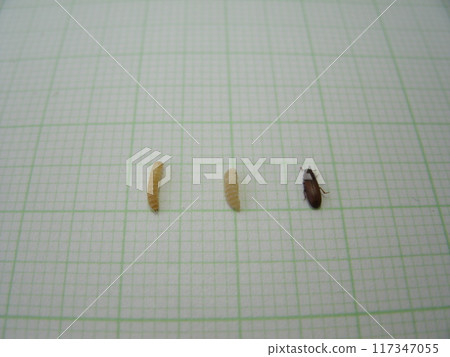 Larvae, pupae and adults of the red flour beetle Larvae, pupae and adults of the red flour beetle 117347055