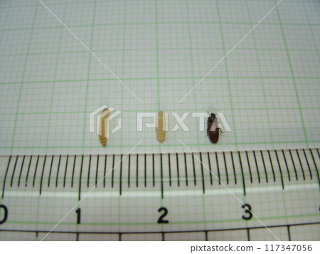 Comparison of the sizes of the larvae, pupae, and adults of the pest red flour beetle Comparison of the sizes of the larvae, pupae, and adults of the pest red flour beetle 117347056