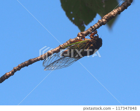 「嗯，很難插入…」（球磨蟬掛在小櫻花枝上吃東西） 117347848