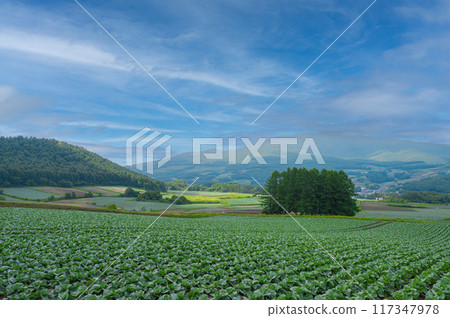 落葉松山 落葉松山 117347978