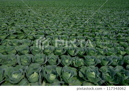 一邊白菜田 117348062