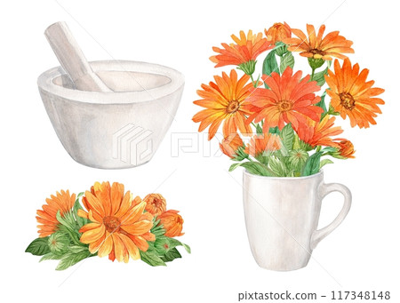 White mortar for herbs and calendula flowers. Preparation of herbal tea, tonic. The concept of phytotherapy, laboratory. Composition for the label design of home ecological products. Watercolor. White mortar for herbs and calendula flowers. Preparation of herbal tea, tonic. The concept of phytotherapy, laboratory. Composition for the label design of home ecological products. Watercolor. 117348148