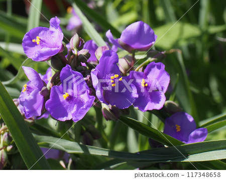 Tradescantia flowers bathed in the spring sunshine Tradescantia flowers bathed in the spring sunshine 117348658