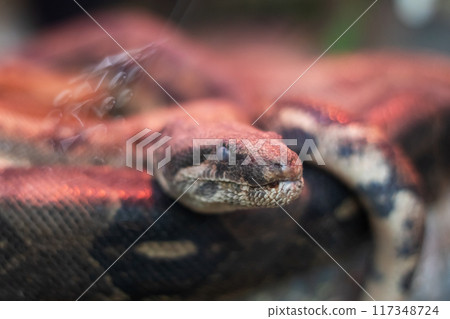 CloseUp of a Beautiful Python in Its Natural Habitat, Showcasing Its Intricacies 117348724