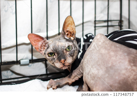 A hairless cat wearing a shirt is lying inside a cage by the window A hairless cat wearing a shirt is lying inside a cage by the window 117348757