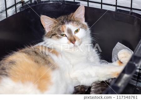 Domestic felidae Cat with yellow eyes in black cage 117348761
