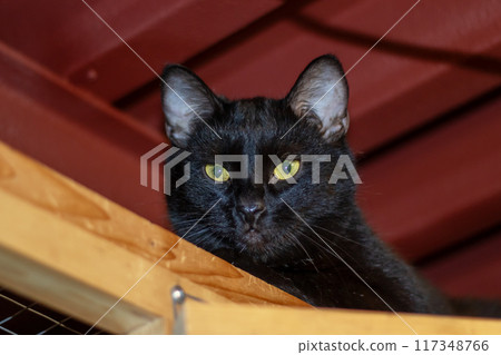 A Bombay cat with yellow eyes rests on a wooden shelf 117348766