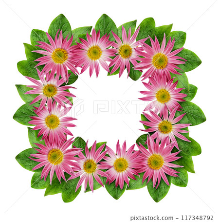 Pink chrysanthemum flowers and green leaves in a floral frame isolated on white 117348792