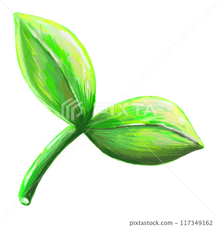 Leaf in detailed drawing illustration in white background 117349162