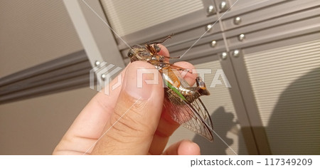 黑蟬的生殖器官 117349209