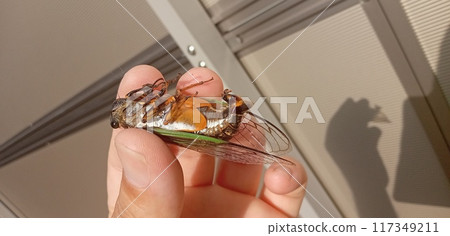 A cicada sticking out its penis 117349211