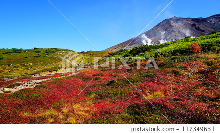 Hokkaido Asahidake Autumn leaves Hokkaido Asahidake Autumn leaves 117349631