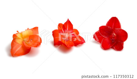 beautiful bright gladiolus flower isolated on white beautiful bright gladiolus flower isolated on white 117350312