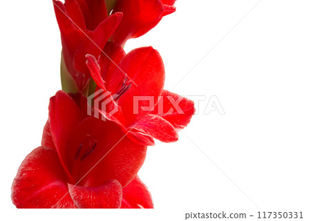 beautiful bright gladiolus flower isolated on white 117350331