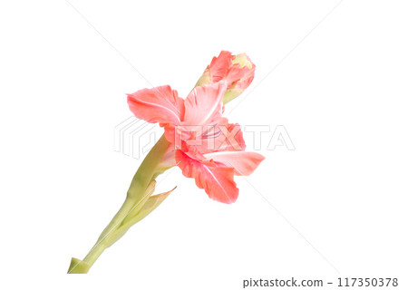 beautiful bright pink gladiolus flower isolated on white beautiful bright pink gladiolus flower isolated on white 117350378