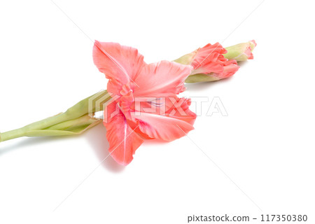 beautiful bright pink gladiolus flower isolated on white beautiful bright pink gladiolus flower isolated on white 117350380