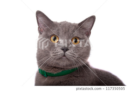 blue gray british cat isolated on the white blue gray british cat isolated on the white 117350505