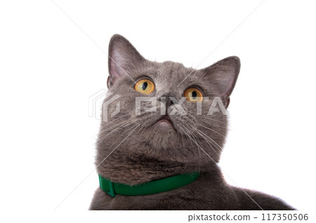 blue gray british cat isolated on the white 117350506