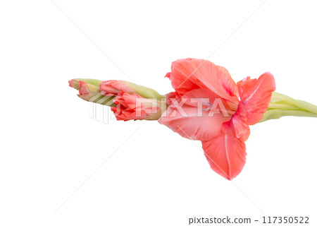 beautiful bright pink gladiolus flower isolated on white beautiful bright pink gladiolus flower isolated on white 117350522