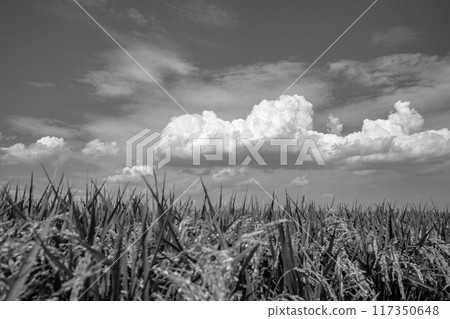 夏季稻田中雷雲和稻穗的模糊背景，單色 117350648
